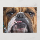 Pesquisar por inglês engraçado cartoes postais Cachorro