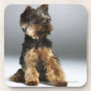 Pesquisar por yorkshire terrier porta copos Tiro do estúdio