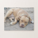 Pesquisar por terrier de pitbull Animal