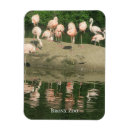 Pesquisar por zoo imas Flamingos