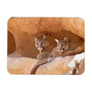 Pesquisar por pumas imas Animal