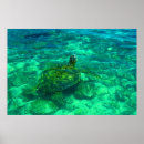 Pesquisar por honu pósteres pôsteres Praia