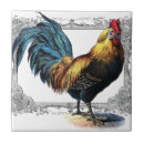 Pesquisar por galo azulejos Animal