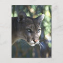 Pesquisar por pumas fotografia Animais selvagens