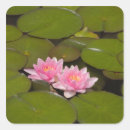 Pesquisar por lírio adesivos Flor