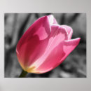 Pesquisar por flor cor de rosa da tulipa Botânica