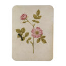 Pesquisar por lagartas imas Botânica