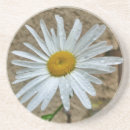 Pesquisar por vulgare do leucanthemum Flor