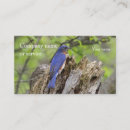 Pesquisar por bluebird cartao de visita Animais selvagens