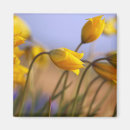 Pesquisar por do daffodil imas Narciso