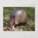 Pesquisar por tatu cartoes postais Animal