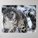 Pesquisar por prowl pôsteres Natureza