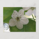 Pesquisar por árvore de pera fotografia Floral