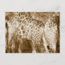 Pesquisar por kruger cartoes postais Natureza