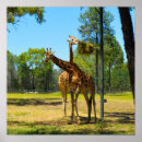 Pesquisar por girafa pôsteres Zoológico