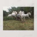 Pesquisar por execução cartoes postais Cavalo branco