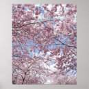 Pesquisar por flor cerejeira pôsteres Rosa