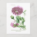 Pesquisar por papaver Floral