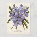Pesquisar por orquídea azul cartoes postais Flores