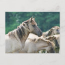 Pesquisar por pele cartoes postais Cavalo