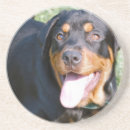 Pesquisar por do rottweiler porta copos Cão