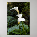 Pesquisar por lírio de calla pôsteres Plantas