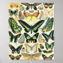Pesquisar por borboleta vintage pôsteres Mariposa