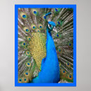 Pesquisar por azul de pavão pôsteres Cor