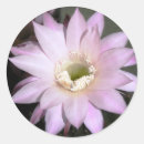 Pesquisar por cacto bonito adesivos Flor