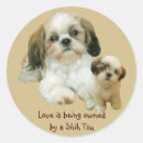 Pesquisar por shih tzu adesivos Shitzu