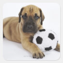 Pesquisar por great dane adesivos Cão