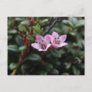 Pesquisar por as azáleas Flores cor de rosa