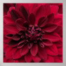 Pesquisar por vermelho carmesim pôsteres Flor