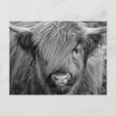Pesquisar por scottish cartoes postais Vaca