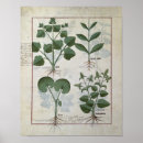 Pesquisar por plantas medicinais pôsteres Medicinal