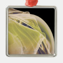 Pesquisar por parte dianteira ornamentos Parte do corpo humana