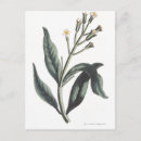 Pesquisar por arquivo cartoes postais História