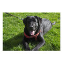 Pesquisar por cão preto de labrador fotos artes pôsteres Qualquer pessoa