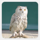 Pesquisar por coroa branca adesivos Coruja