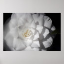 Pesquisar por camélias pósteres pôsteres Flores