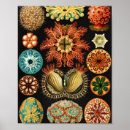 Pesquisar por marine life Ernst haeckel