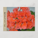 Pesquisar por aroma cartoes postais Flor