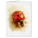 Pesquisar por beetle cartoes postais Ladybird