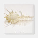 Pesquisar por que o escudo imas Sealife