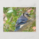 Pesquisar por galinha azul cartoes postais Animal