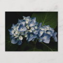Pesquisar por hydrangea postais cartoes postais Natureza