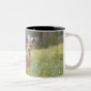 Pesquisar por cervos canecas Natureza