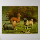 Pesquisar por cão galgo italiano artes pôsteres Animal de estimação