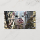 Pesquisar por leitão do porco cartao de visita Animal