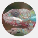 Pesquisar por camaleão adesivos Animal